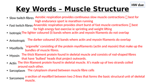 A-Level AQA Biology - Neuromuscular Junction