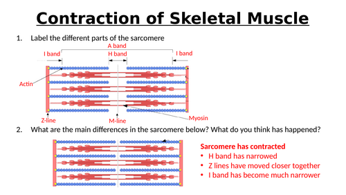 A-Level AQA Biology - Contraction of Muscles