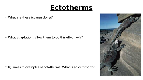 A-Level AQA Biology - Thermoregulation