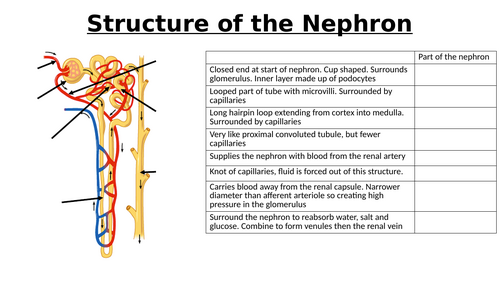 A-Level AQA Biology - Ultrafiltration + Reasbsorption