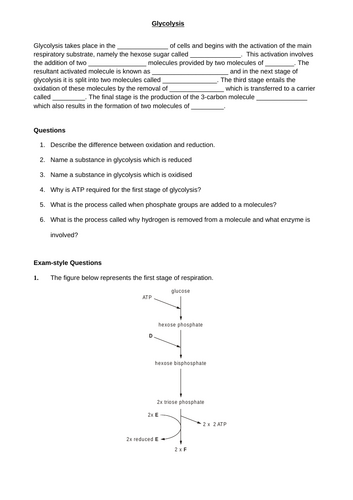 A-Level AQA Biology - Glycolysis