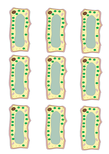 GCSE Biology: Animal and Plant Cells