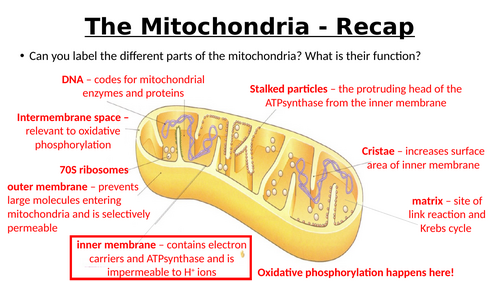 A-Level AQA Biology - Oxidative Phosphorylation