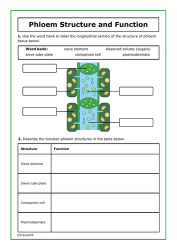 Phloem Structure and Function + Answers