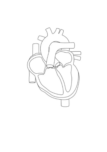 BTEC Sport L3 Anatomy & Physiology | Teaching Resources