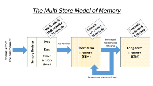 AQA GCSE Psychology: THE MULTI-STORE MODEL OF MEMORY [Memory Topic ...