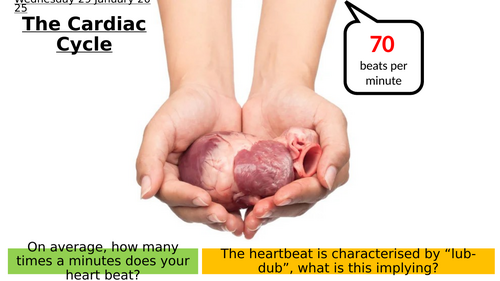 7.5 The Cardiac Cycle