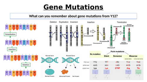 A-Level AQA Biology - Gene Mutations