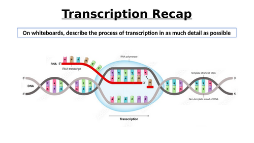 A-Level AQA Biology - Regulation of Gene Transcription