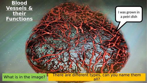 7.6 Blood Vessels & Their Functions