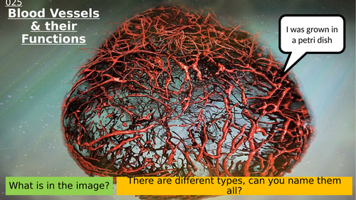 7.6 Blood Vessels & Their Functions