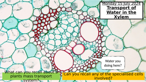 7.7 Transport of Water in the Xylem