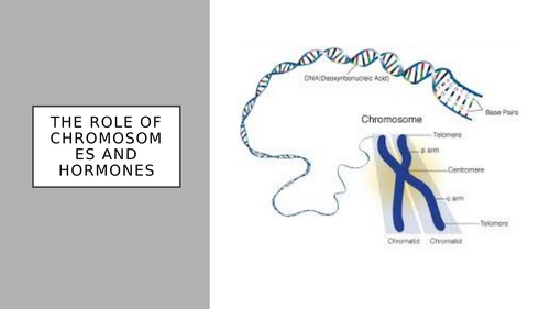 AQA A Level Psychology: Gender: Role of hormones and chromosomes ...