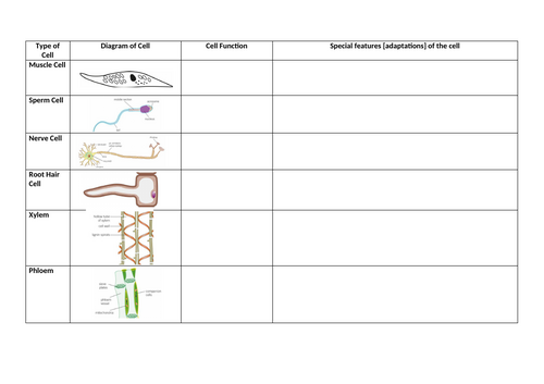 Specialised Cells