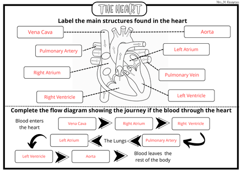 The Heart Worksheet KS4 Teaching Resources