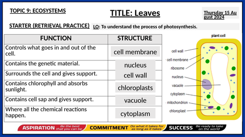 Respiration and Photosynthesis (Year 8) Activate KS3 | Teaching Resources