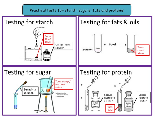 Unit 4 : Biological molecules (IGCSE Biology) | Teaching Resources