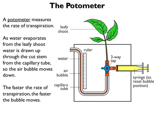 Unit 8 : Plant transport (IGCSE Biology) | Teaching Resources