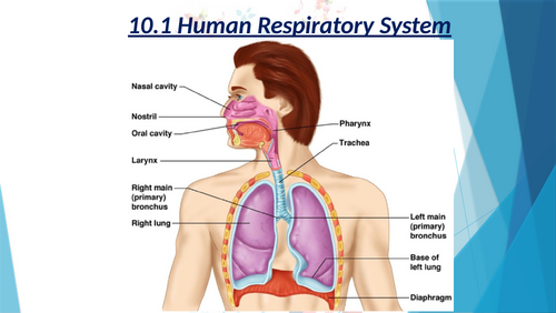 Unit 11 : Gas exchange in humans (IGCSE Biology) | Teaching Resources