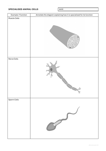 B1 Specialised Cells Worksheet Pack | Teaching Resources