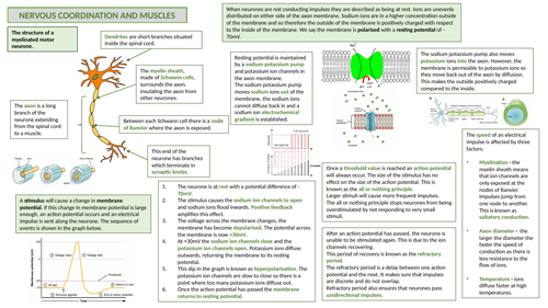 A-level AQA Biology Knowledge Organisers | Teaching Resources