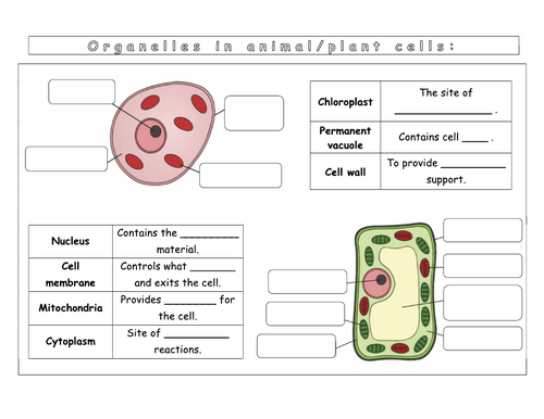 Year 7 - Living systems - L1 Animal and plant cells | Teaching Resources