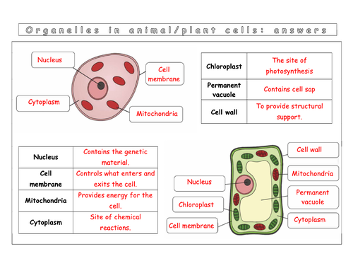 Year 7 - Living systems - L1 Animal and plant cells | Teaching Resources