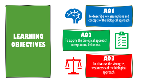 The Biological Approach AQA A Level Psychology | Teaching Resources