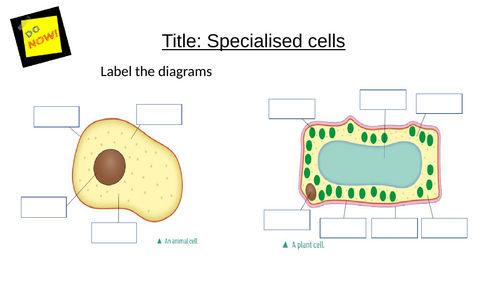 KS3 Year 7 Cells Unit