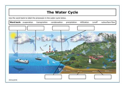 The Water Cycle + Answers