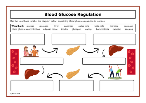 Blood Glucose Regulation + Answers