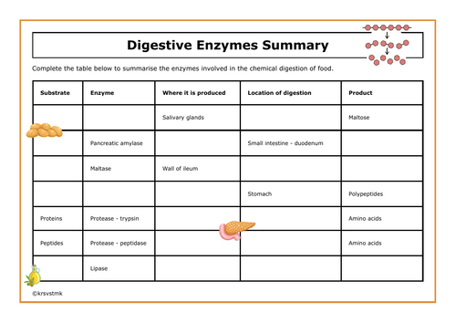 Digestive Enzymes Summary + Answers