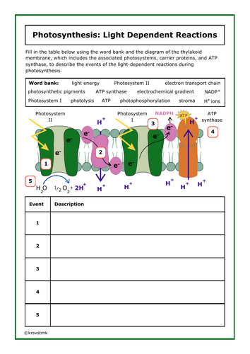 Photosynthesis: Light Dependent Reactions + Answers