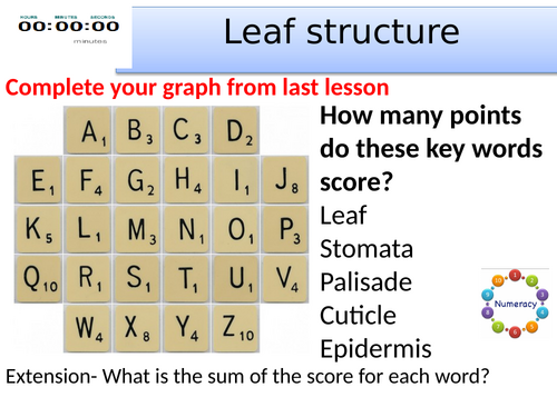 KS3 Leaf structure