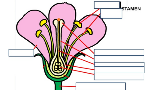 KS3 Reproduction | Teaching Resources