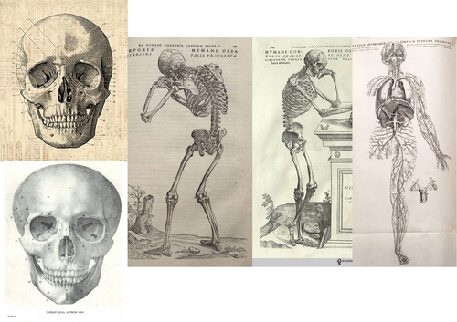 renaissance-medicine-lesson-2-what-was-the-impact-of-vesalius-on