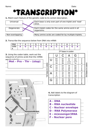 A level Transcription - double sided worksheet and answers | Teaching ...