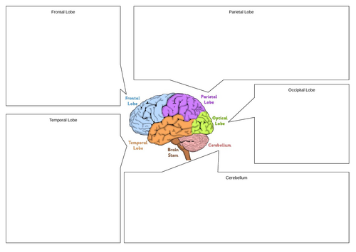 AQA GCSE Psychology - Brain and Neuropsychology Full Unit PPTs ...