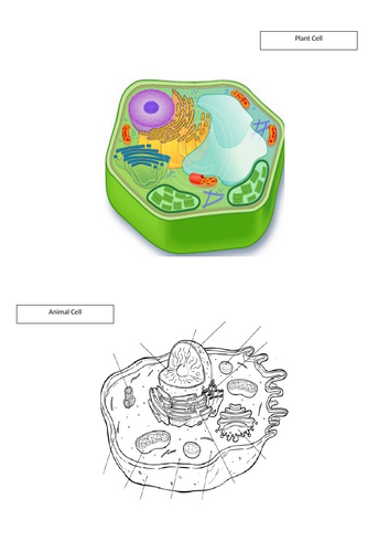 Unit 3 Anatomy and Physiology Health and Social Care Bundle | Teaching ...