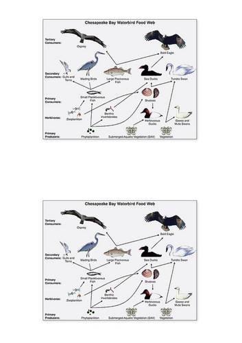 KS4 Living World: Ecosystems