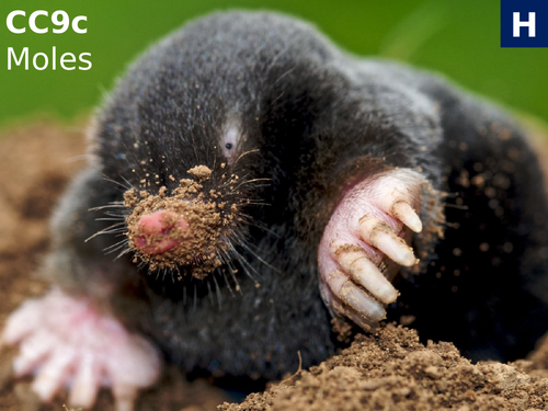 Edexcel CC9c Moles