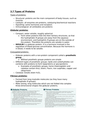 3.7 Types of proteins (A-level notes for OCR)