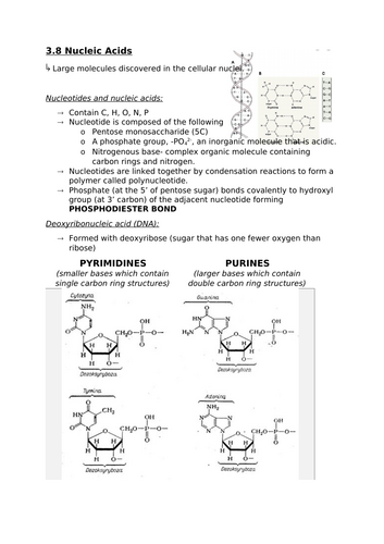 3.8 Nucleic acids (A-level notes for OCR)