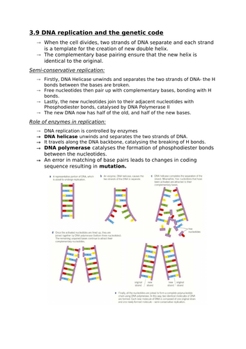 3.9 DNA replication and the genetic code (A-level notes for OCR)