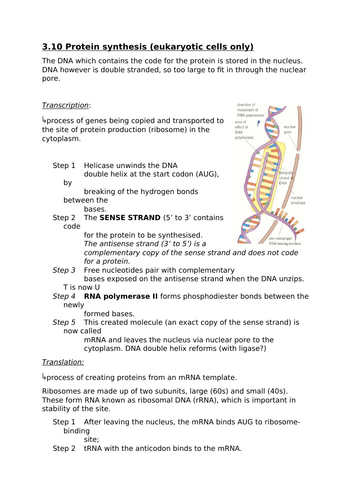3.10 Protein synthesis in eukaryotes (A-level notes for OCR)