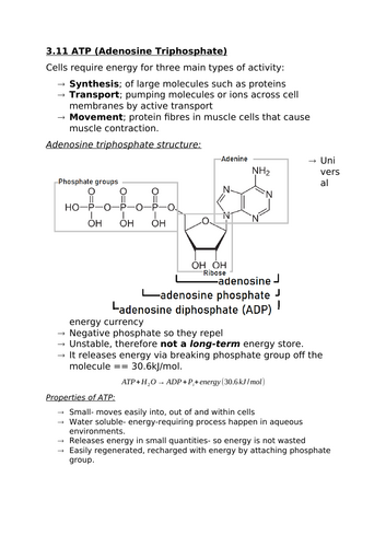 3.11 ATP - Adenosine Triphosphate (A-level notes for OCR)
