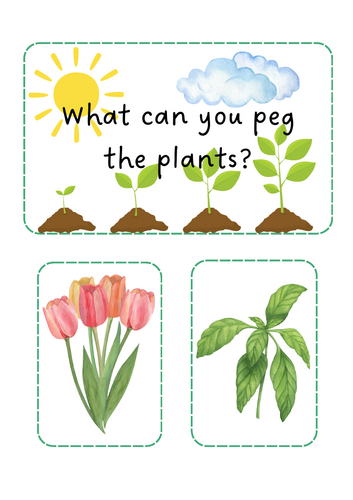 Growing / Plants - Peg the plants