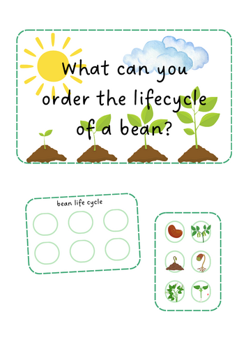 Growing / Plants - Bean life cycle
