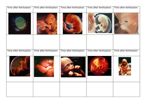Baby  Development and Gestation (Reproduction topic)