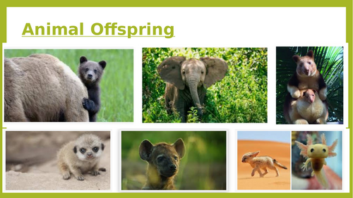 Animal babies (Reproduction Topic)